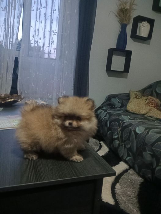 Spitz macho anão