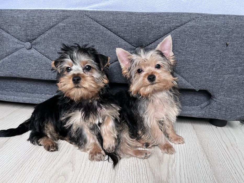 York, Yorkshire Terrier