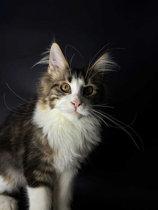 Мейн-кун дівчинка з клубними документами WCF • усі вакцини