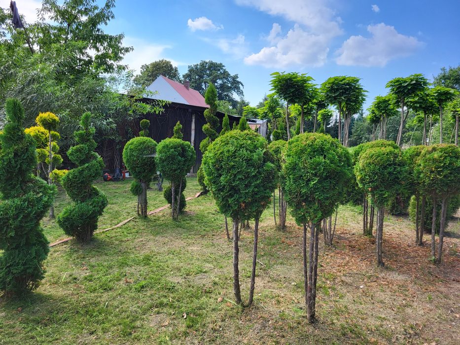 Katalpa, surmia, katalpy, drzewka ozdobne PROMOCJA