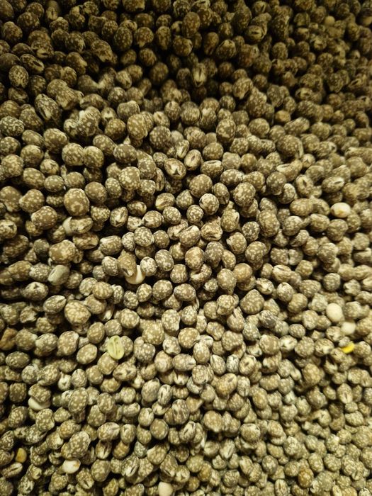 łubin gorzki wąskolistny niebieski