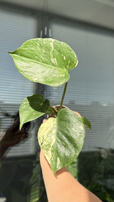 Монстера Тайське Сузірʼя / Monstera Thai Constellation