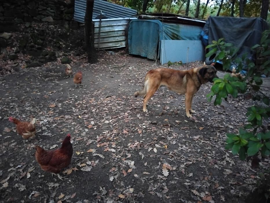 Cao da serra para adopção