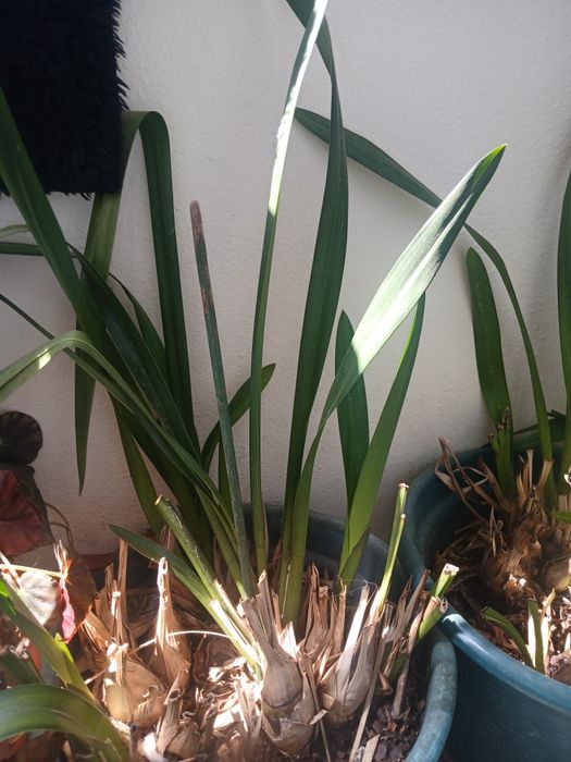 Vendo orquídeas de várias cores.