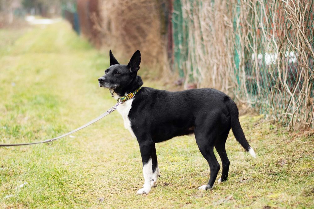 Akido - jedyny w swoim rodzaju, łagodny piękny psiak do adopcji