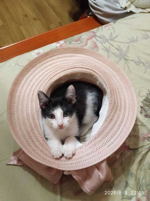 Миле кошенятко чекає на дім