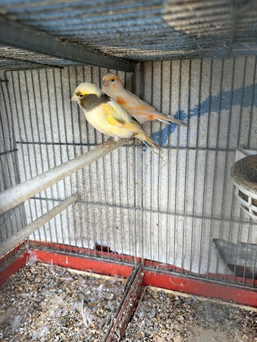Um casal de canários
