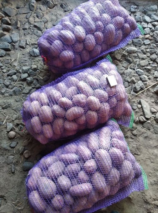 Картопля домашння велика