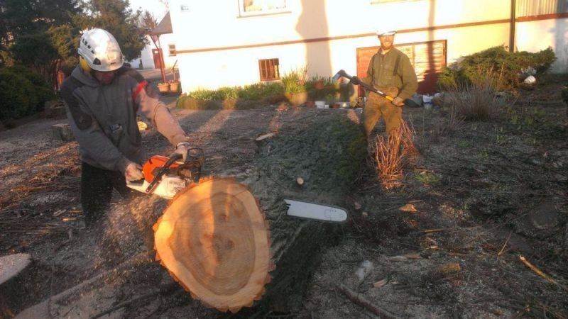 Wycinka Drzew, Pielęgnacja drzew, Frezowanie Pni, Usługi rębakiem