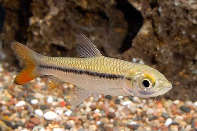 Brzanka jednopręga - Leptobarbus hoevenii - dowóz, wysyłka