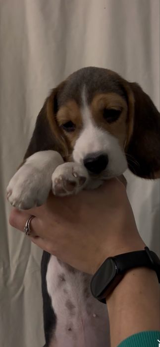 Песики красунчики,красуні.бігль