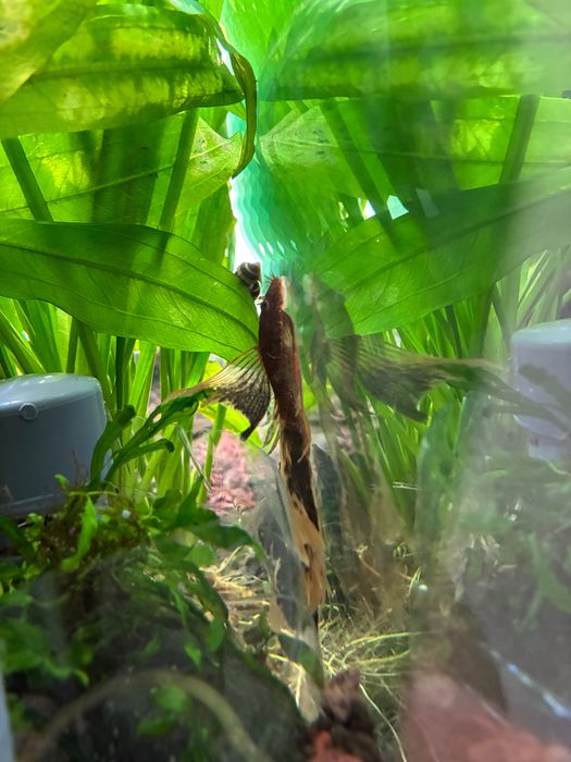 Peixe ancistrus juvenis