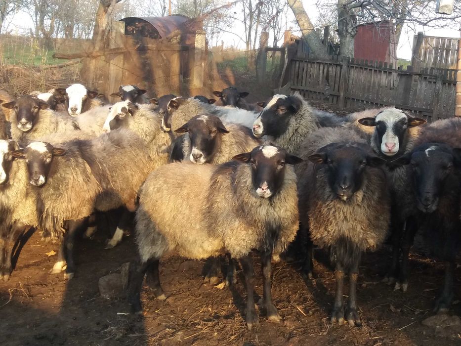 Продам вівці, барани, ягнята романівської породи, барани на плем'я