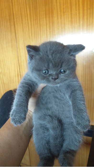 Scottish straight de boa linhagem