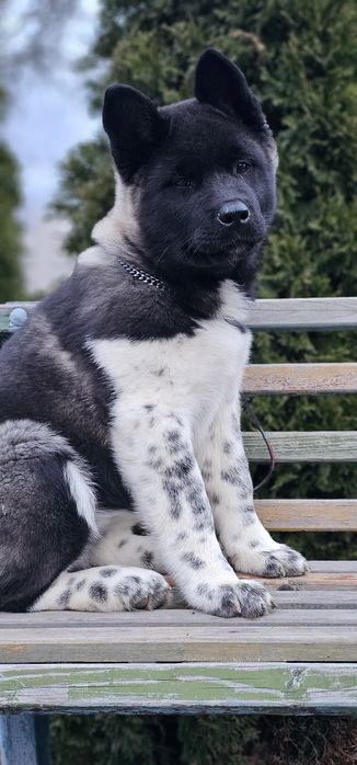 Американська Акіта дівчинка КСУ