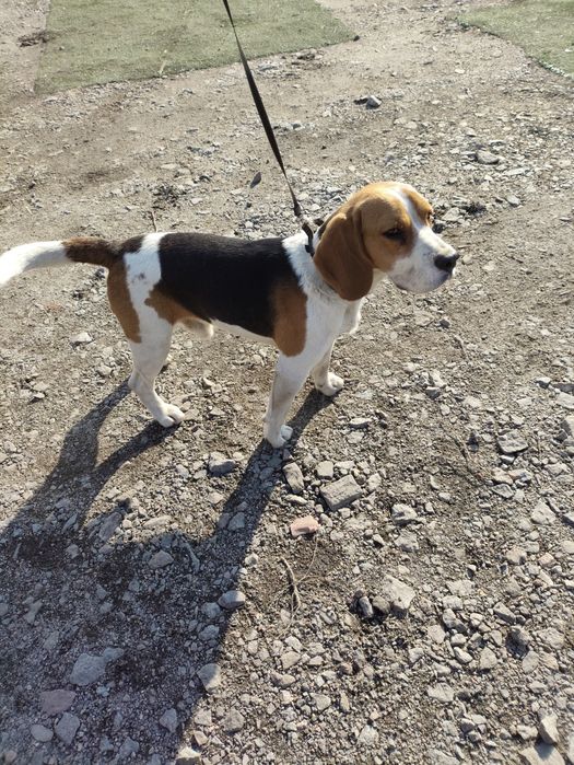 Бігль -самєц в'язка