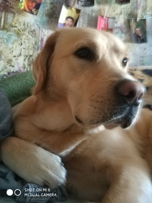 Лабрадор ищет девочку