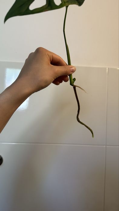 Monstera 'Esqueleto' szczepka