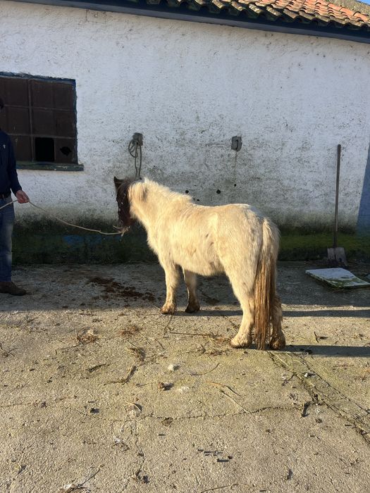 Ponei de 3 anos femea