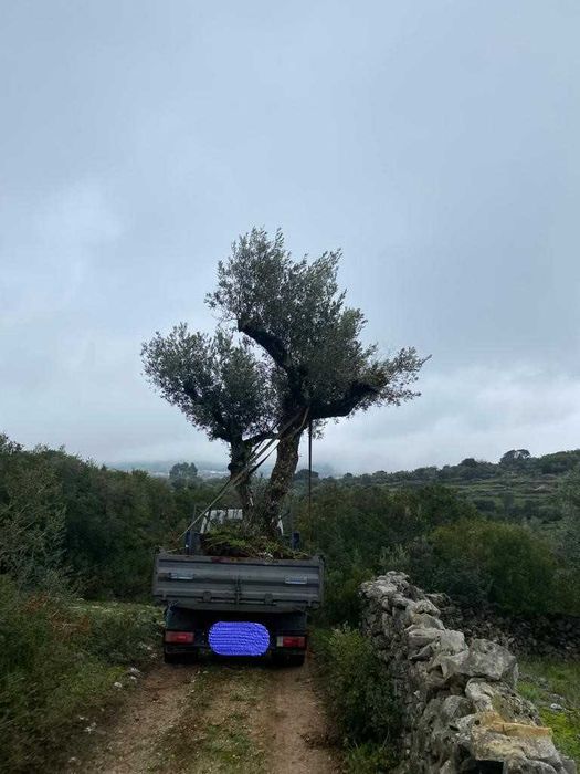 Oliveiras centenárias