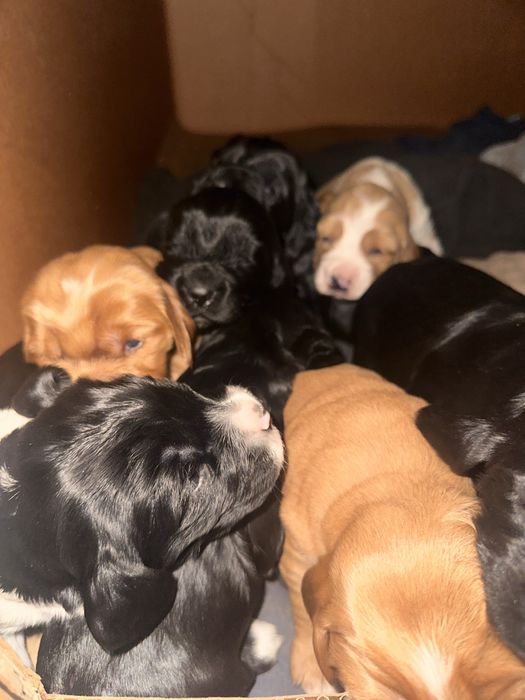 Цуценята Англійський кокер спаніель