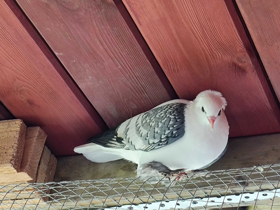 Czajka saksońska- samica