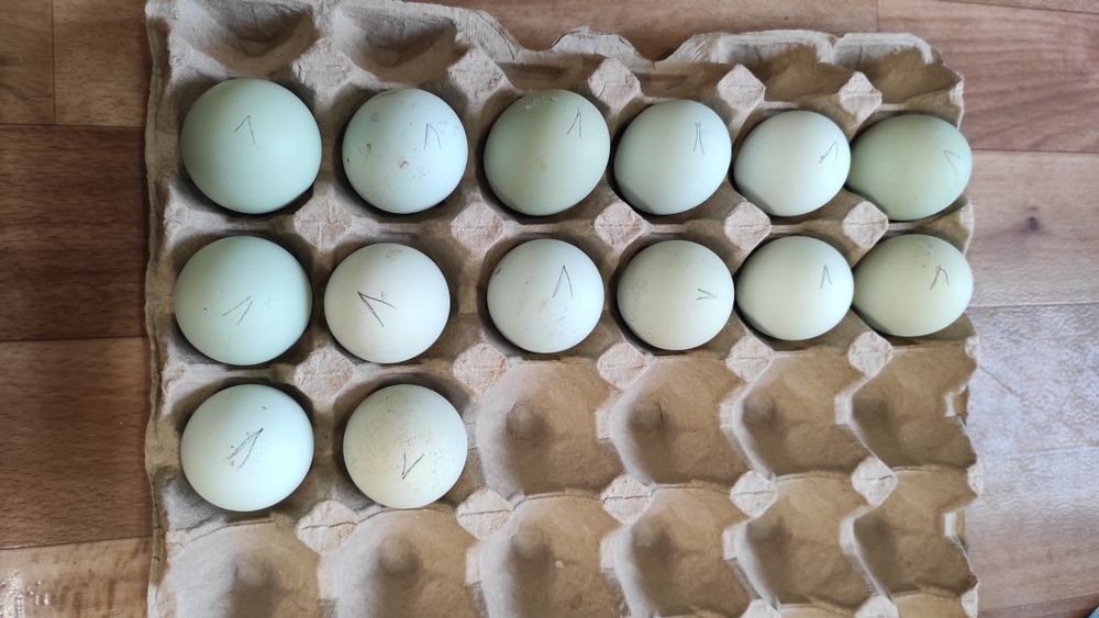 Легбар инкубационные яйца