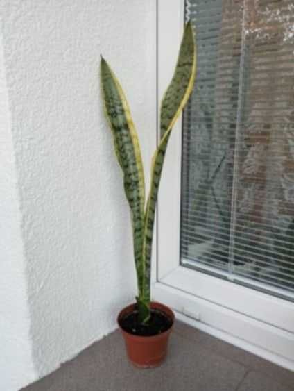 Roślina "sansewieria"