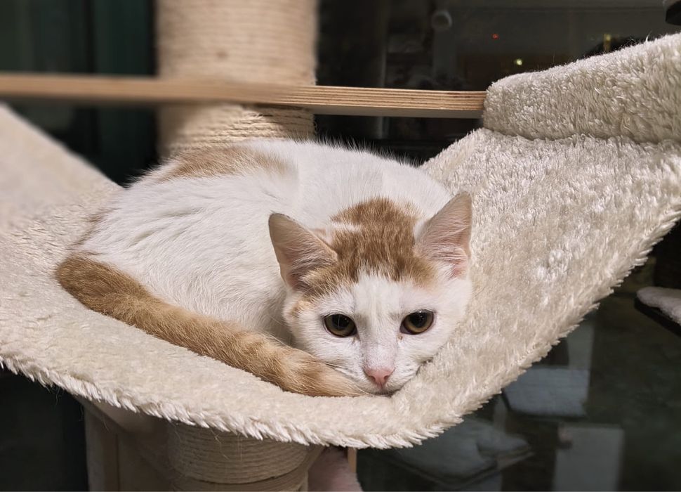 Tissaia - biało-ruda kotka do adopcji