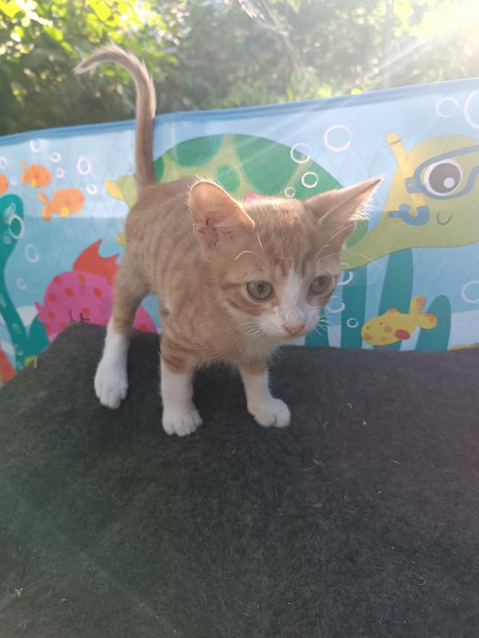 Котята , якщо ви мріяли про маленьку радість, то таке чудо не дасть вам засумувати