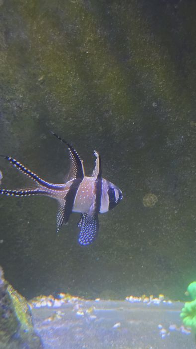 Pterapogon ryba morska