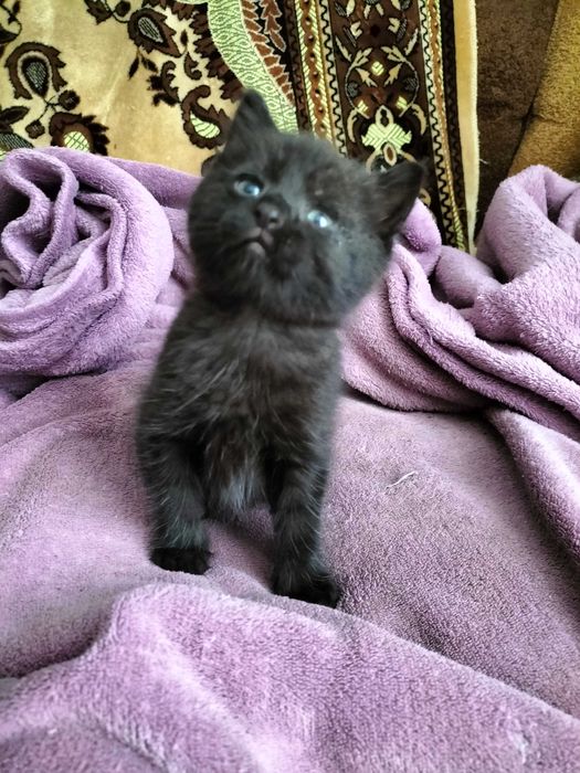 віддам кошеня в добрі руки