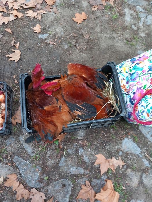 Frangos do campo boa qualidade tem perus caseiros