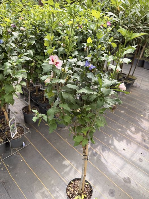 Hibiskus Tricolor na pniu 100 cm cena 155 zł