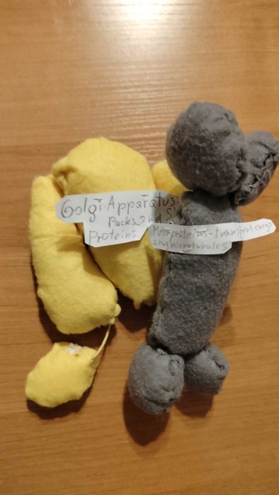 Ręcznie szyty zestaw organelli komórkowych – Aparat Golgiego i Białka motoryczne.