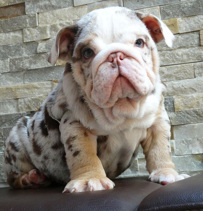 buldog angielski czekoladowy TRI merle
