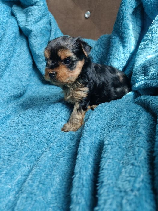 Yorkshire terrier