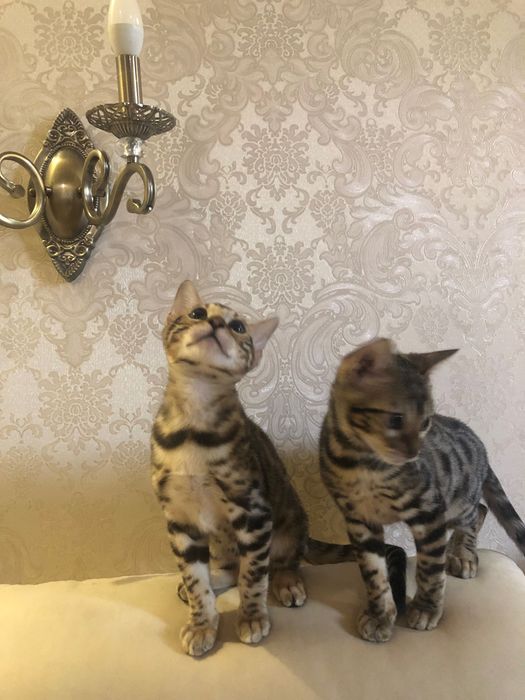 Бенгальські кошенята