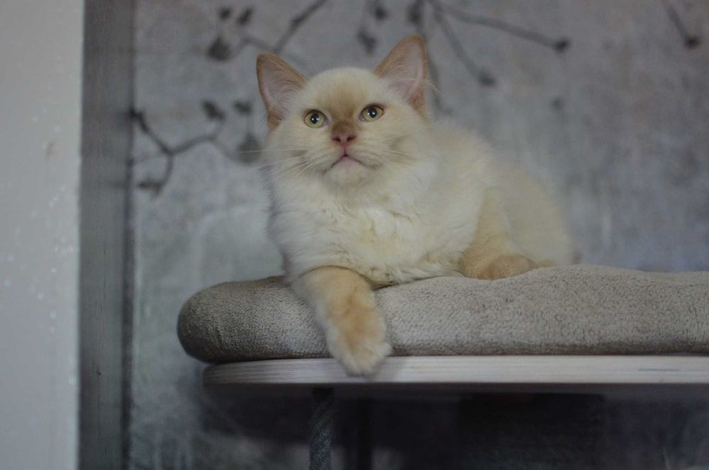 Cynamonowy ragdoll/cherubim cudo z DeepBlue troszkę taniej