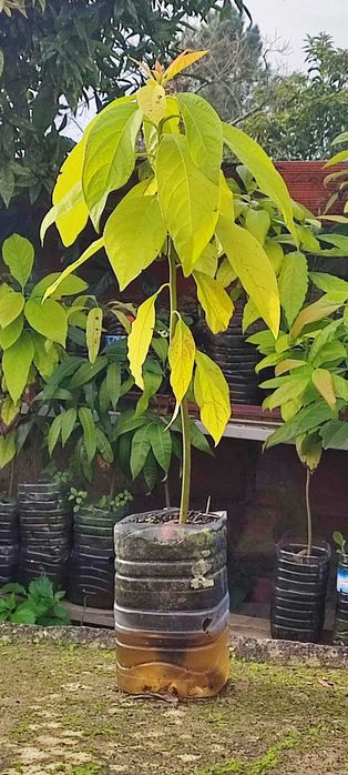 Abacateiros, árvore (planta) do abacate. Vários tamanhos.