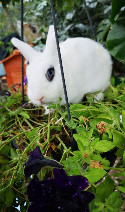 Coelhos anoes mini Holandes e mini lion