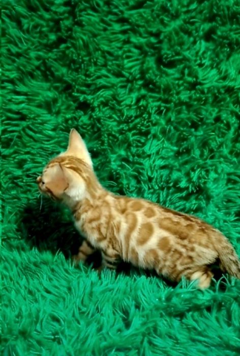 Бенгальский котёнок