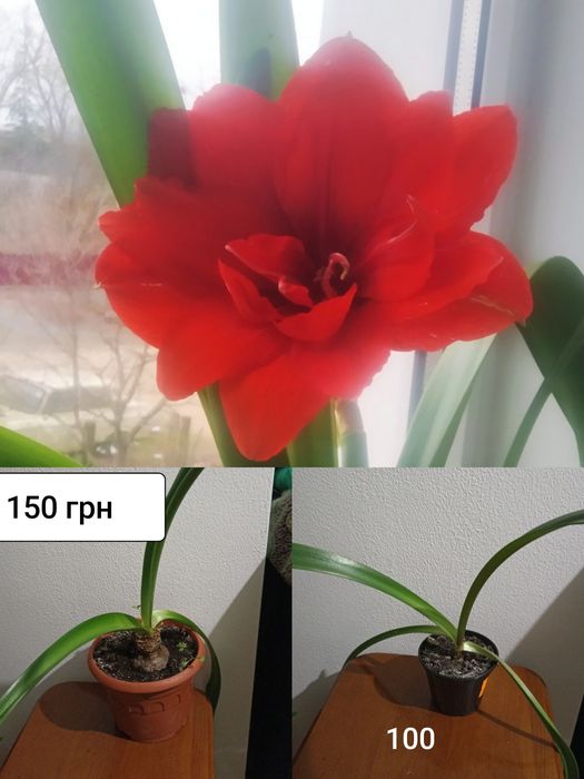 Гіпеаструм (є два кольори)