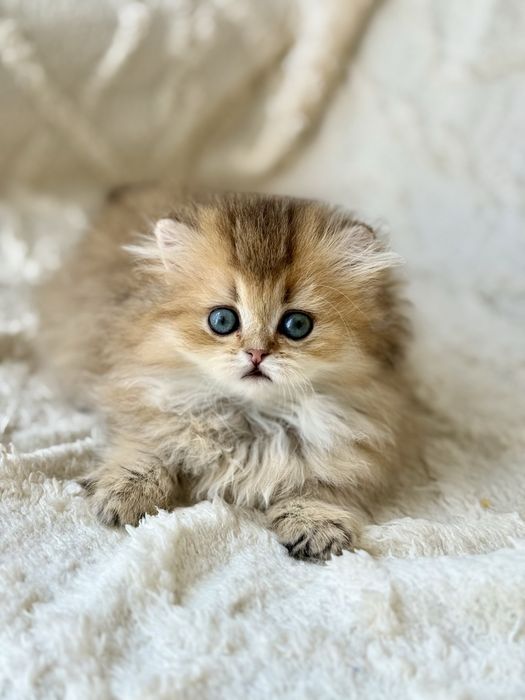 Манчкин золото ДШ