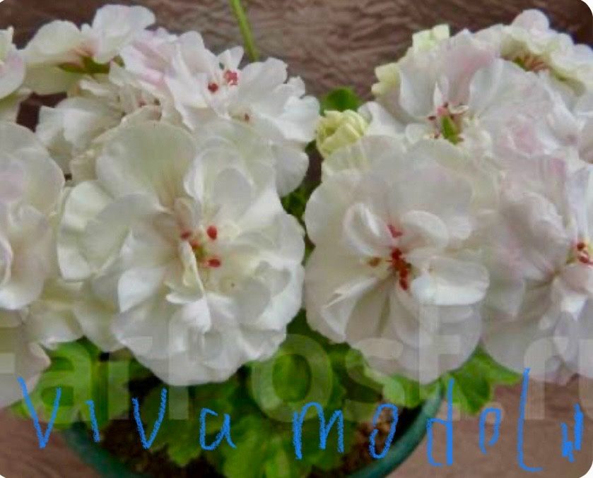 Пеларгонія сортова.