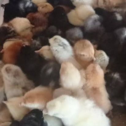 Опт инкубационное яйцо Доминанты импорт, Украина, Адлер, мясо-яичные