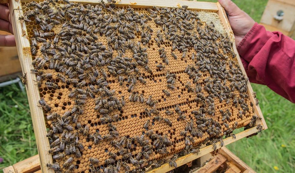 Продам бджолопакети та бджолосімʼї