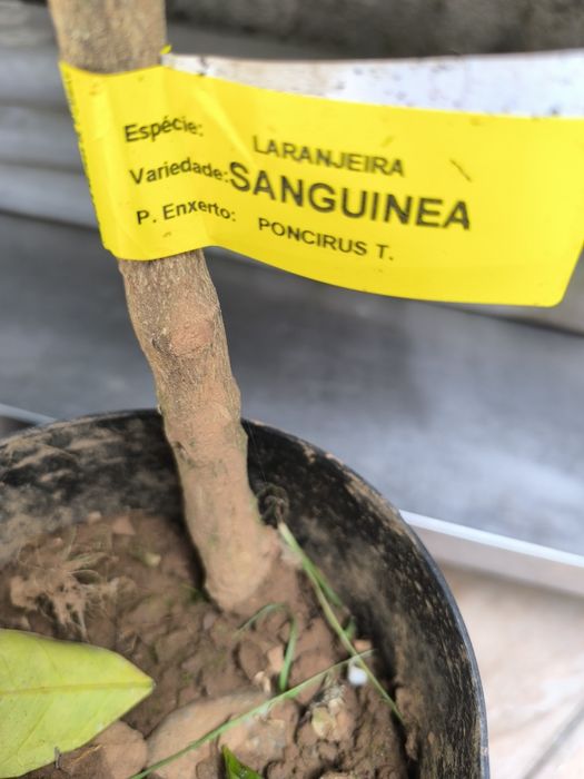 Laranjeira sanguínea de polpa doce, c/ flor e fruto
