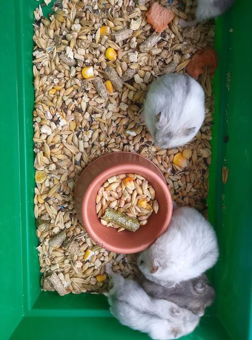 Джунгарский хомяк