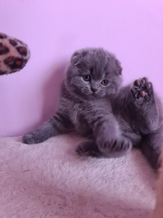 Scottish fold fêmea